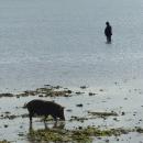 A fishing pig and a fisherman on Tongatapu